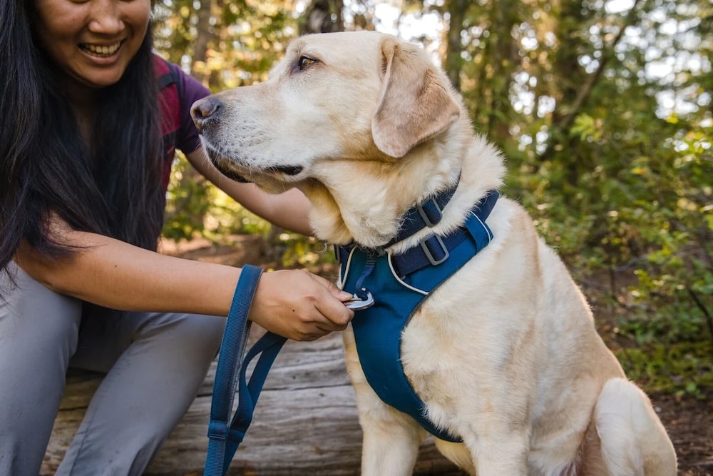 Dog with a harness and leash being attached to the harness