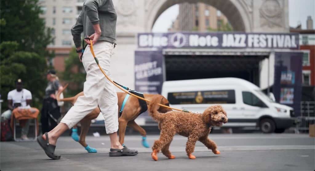 Dog gear companies online