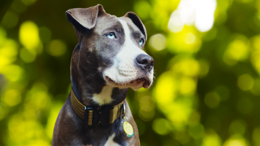 Tactical dog collar on dog